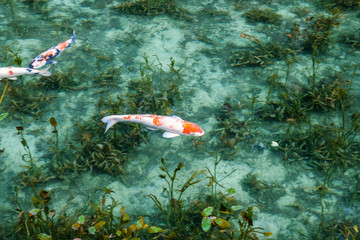 岐阜県のなもなき池