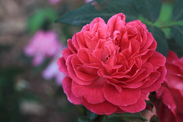 Close-up beautiful rose  in the garden with blurred background.