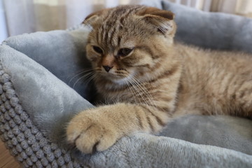 Brown, lazy, cute, smart CAT in routine everyday, Concept set for cat lover