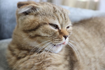 Brown, lazy, cute, smart CAT in routine everyday, Concept set for cat lover