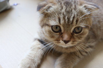 Brown, lazy, cute, smart CAT in routine everyday, Concept set for cat lover