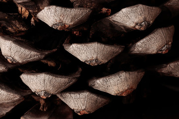 macro photography of the prickles of a pinecone