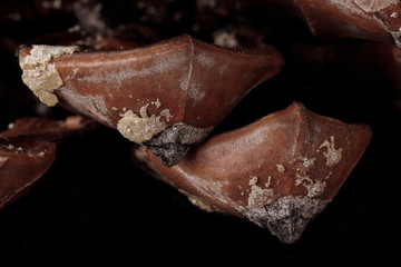 macro photography of the prickles of a pinecone