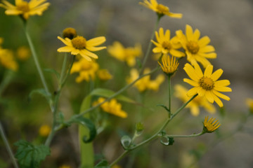 yellow flowers in garden