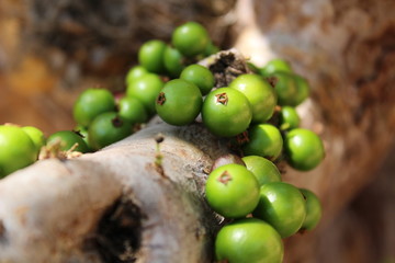 Intensely green colored fruits of the Brazilian grape tree (Plinia cauliflora) contrasting with the discreet brownish colors of the soft-focused branches in the background.