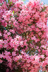 Branches of oleander tree               ( Nerium oleander ) with flowers