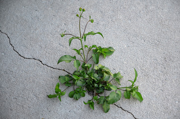 Green Plant Weeds Growing Through Sidewalk Concrete Pavement Crack In The Ground