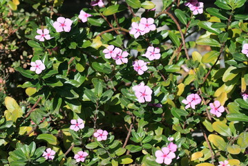 Tibouchina Flowers. Purple glory bush