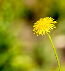 Dandelion