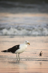 Lonely sea gull on shore