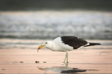 Adult seagull eating a meal in shallow water