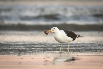 Adult seagull on shore with crab in beak