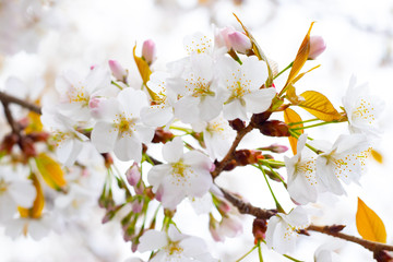 sakura