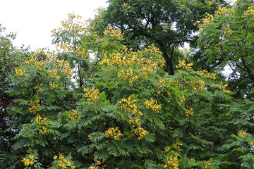 Burma padauk tree in the park, Tropical garden in Asia, Beautiful yellow flower