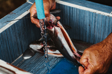 Hands cleaning a fish trout