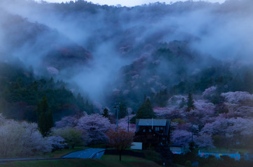 霧と桜