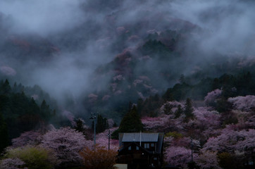 Fototapeta na wymiar 霧と桜