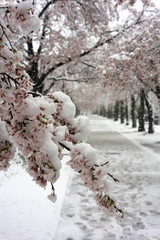 Tokyo,Japan-March 29, 2020: Tunnel of Cherry blossom trees in full bloom in heavy snow in Tokyo.