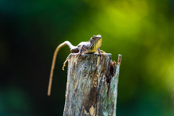 Changeable Lizard on a wooden stump