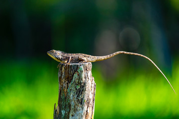 Changeable Lizard on a wooden stump