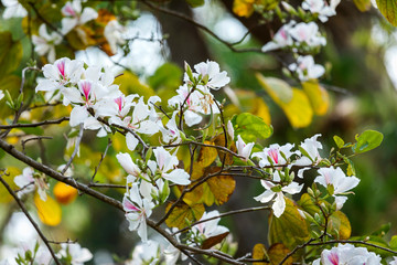 Close up of fresh white color Bauhinia purpurea flower blossoming on orchid tree or butterfly tree