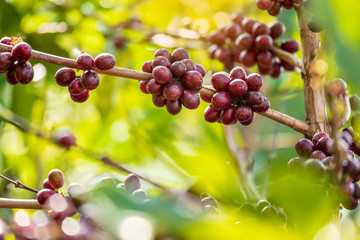 Close up view group of ripe coffee berries getting red on coffee tree branches at plantation