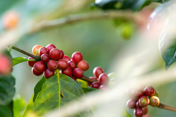 Close up view group of ripe coffee berries getting red on coffee tree branches at plantation