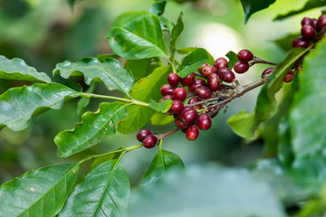 Close up view group of ripe coffee berries getting red on coffee tree branches at plantation