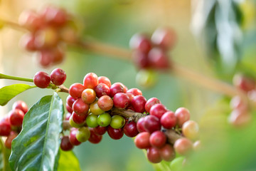 Close up view group of ripe coffee berries getting red on coffee tree branches at plantation