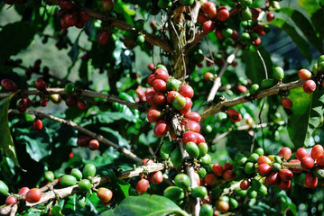 Colombian coffee process with beautiful landscapes