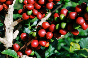 Colombian coffee process with beautiful landscapes