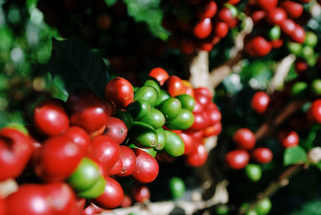 Colombian coffee process with beautiful landscapes