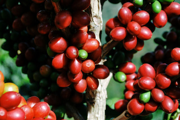 Colombian coffee process with beautiful landscapes