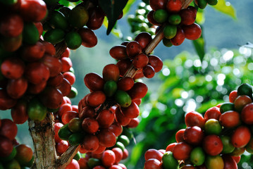 Colombian coffee process with beautiful landscapes