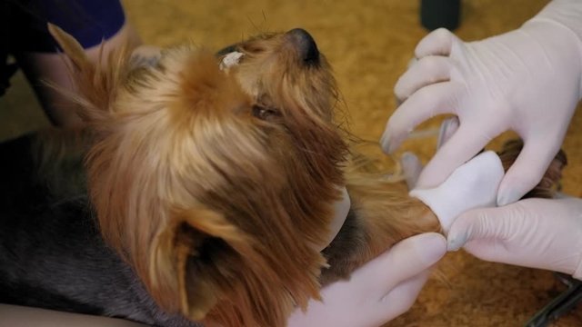 A team of two veterinarians in work uniform bandaging a paw of a small dog lying on the table at veterinary clinic. Close-up of a veterinarian bandaging the paw of a Yorkshire Terrier with a catheter.
