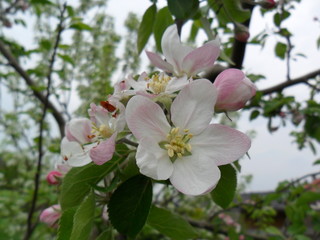 Apple blossom