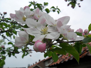 Apple blossom