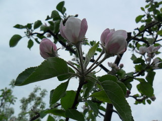 Apple blossom