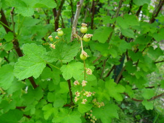 Ribes rubrum