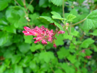 Ribes