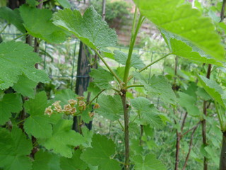 Ribes rubrum