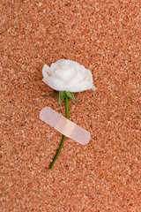 flower with scotch tape on cork background