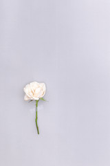  rose  on blue background, empty space