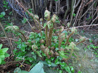Fototapeta premium bracken