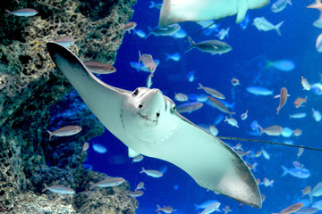 気持ち良さそうに水中を泳いでいく巨大なトビエイ（日本の東京池袋サンシャイン水族館）