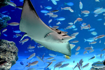 気持ち良さそうに水中を泳いでいく巨大なトビエイ（日本の東京池袋サンシャイン水族館） © satou y1