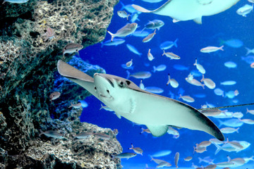 気持ち良さそうに水中を泳いでいく巨大なトビエイ（日本の東京池袋サンシャイン水族館） © satou y1