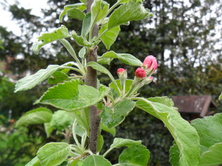 Apple blossom