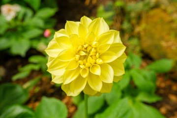 A yellow dahlia is known as Dahlia pinnata.