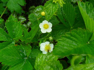 strowberry blossom